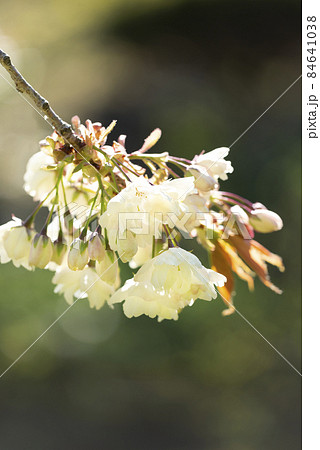 御衣黄(黄緑色の桜) 有珠善光寺自然公園　北海道 伊達市 84641038