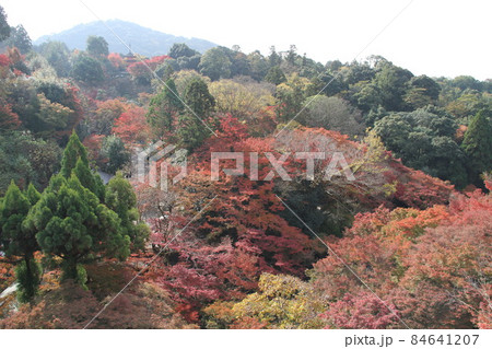 京都音羽山清水寺の紅葉 84641207