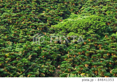 奄美の龍郷町の安木屋場のソテツの群生地 84641353