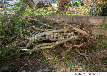 庭木の伐木の様子 84641400