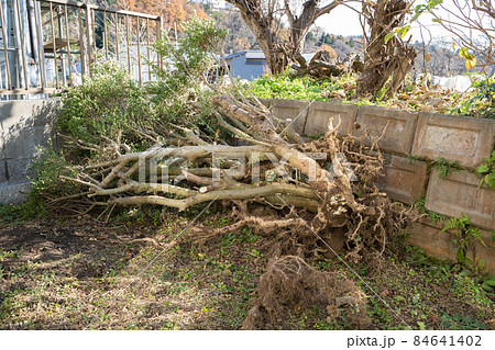 庭木の伐木の様子 84641402