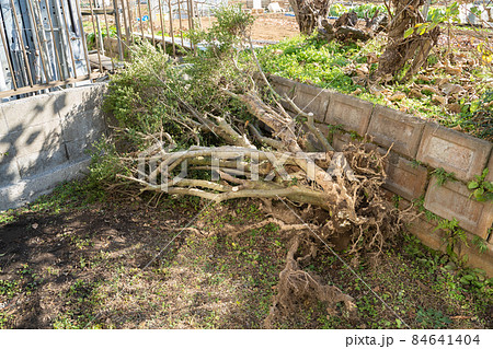 庭木の伐木の様子 84641404