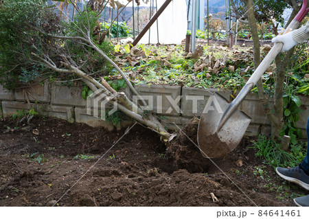 庭木の伐木の様子 84641461