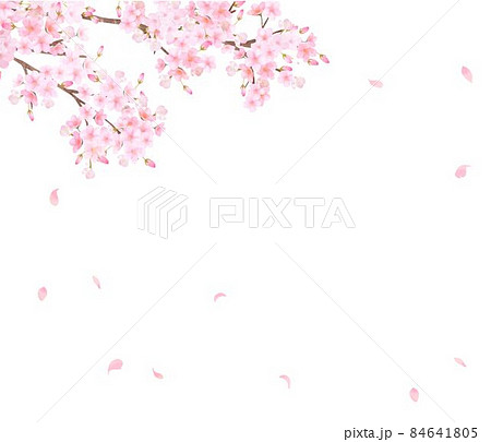 美しく華やかな満開の桜の花と花びら舞い散る春の白バックフレームベクター素材イラスト 84641805