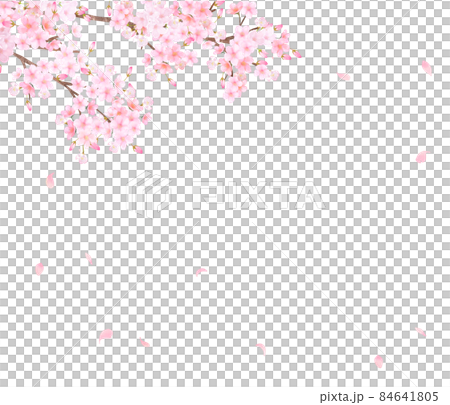 美しく華やかな満開の桜の花と花びら舞い散る春の白バックフレームベクター素材イラスト 84641805