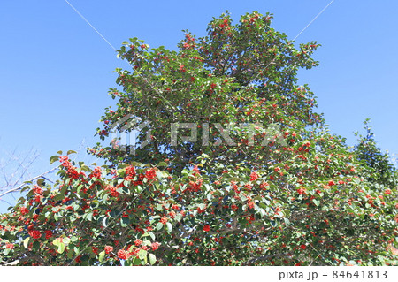赤い実をたくさんつけたクロガネモチ木　 84641813