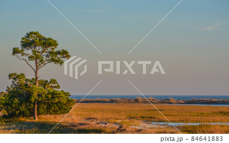 The Marsh in Hunting Island State Park. On the Atlantic Ocean, Hunting Island, Beaufort County, South Carolina 84641883