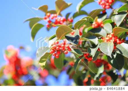 赤いクロガネモチの実 84641884