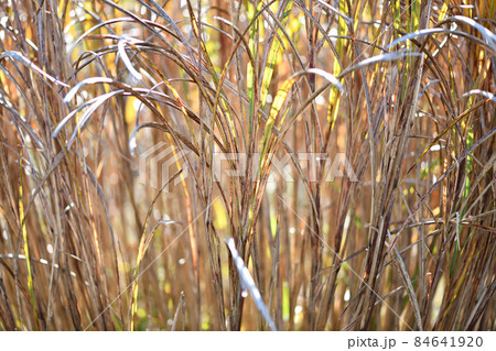 初冬のススキ（薄） 84641920