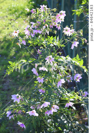 上から見た背の高い皇帝ダリア　　  84642163