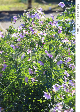 満開の皇帝ダリア　　  84642165