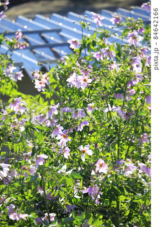 満開の皇帝ダリア　　  84642166