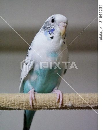 セキセイインコ　パイド系 84642254