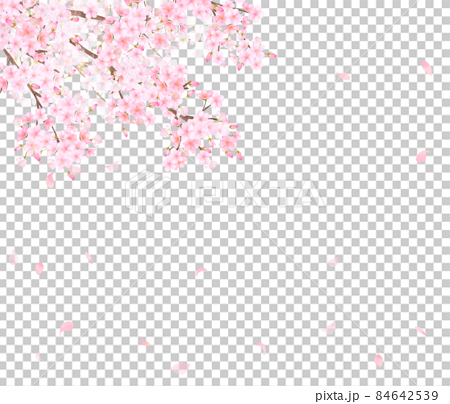 美しく華やかな満開の桜の花と花びら舞い散る春の白バックフレームベクター素材イラスト 84642539
