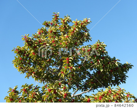 クロガネモチ（縁起物などに） 84642560