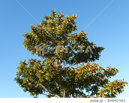 クロガネモチ（縁起物などに） 84642561