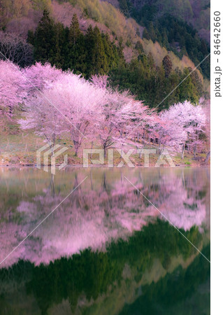 中綱湖の桜(ソフトフォーカス) 中綱湖の桜(ソフトフォーカス) 84642660