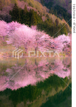 中綱湖の桜（ソフトフォーカス） 84642661