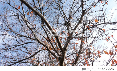 冬イメージ(枯木) 84642723