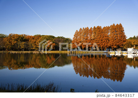 メタセコイヤ並木の紅葉と青空と池 84643317