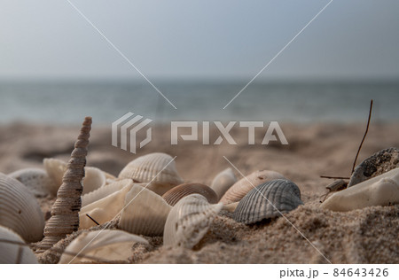 Close-up of Seashell in sand on the beach. Close-up of Seashell in sand on the beach. 84643426
