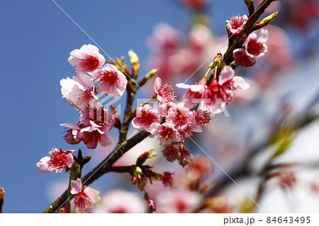 桜 さくら サクラ 84643495