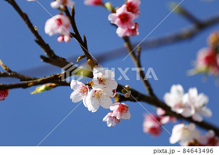 桜 さくら サクラ 84643496