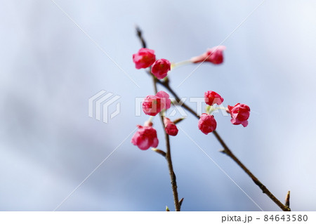桜 さくら サクラ 84643580
