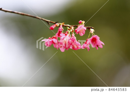 桜 さくら サクラ 84643583