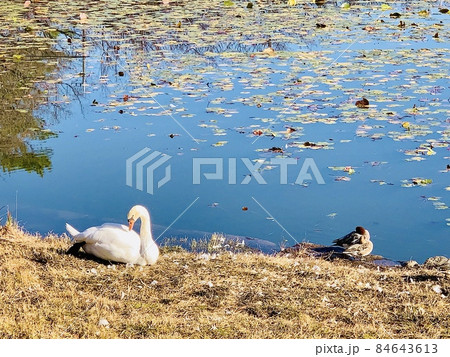 三田ヶ入池ほとりの日向に佇む白鳥と緋鳥鴨　［南公園/愛知県岡崎市］ 84643613