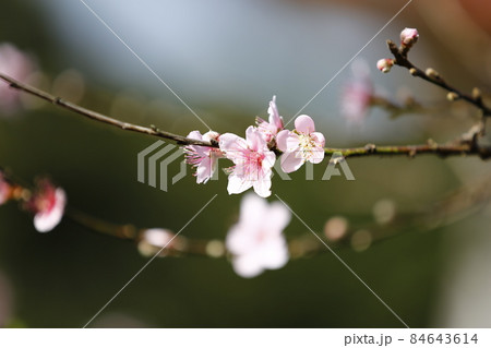 桜 さくら サクラ 84643614