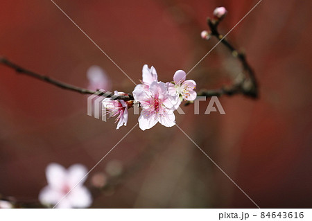 桜 さくら サクラ 84643616