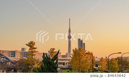 【東京都】秋のイチョウとスカイツリーの夕景 汐入公園から見た風景 【東京都】秋のイチョウとスカイツリーの夕景 汐入公園から見た風景 84643642