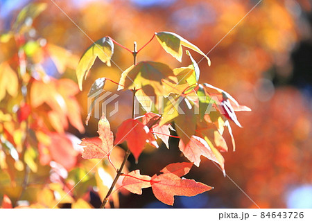 色鮮やかな唐楓（トウカエデ）の紅葉 84643726