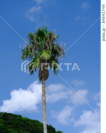 ワシントンヤシ 1本