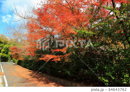 紅葉の札所散策・82（岐阜県揖斐郡揖斐川町谷汲谷汲山華厳寺） 84643762