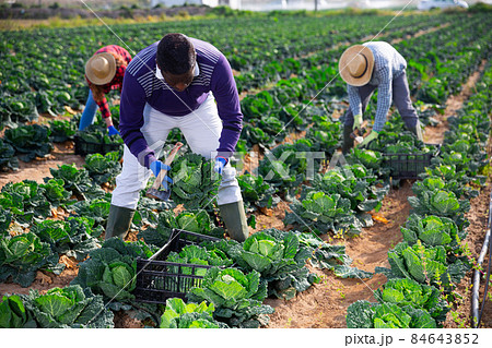 Focused african adult male farmer working in a farm field 84643852