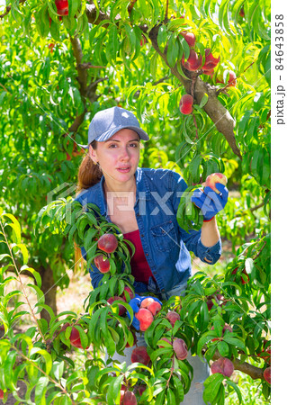 Female farmer picking peaches in fruit orchard Female farmer picking peaches in fruit orchard 84643858
