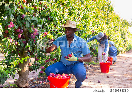 African male gardener picking plums from tree African male gardener picking plums from tree 84643859