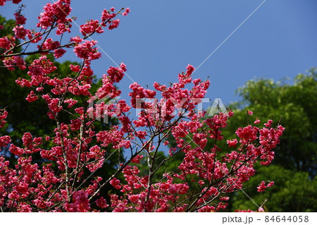 桜 さくら サクラ 84644058