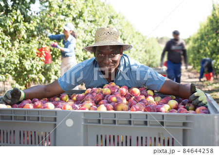 Man and box of plums 84644258