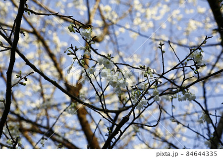 台湾 新北市 花 84644335