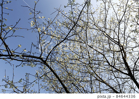 台湾 新北市 花 84644336