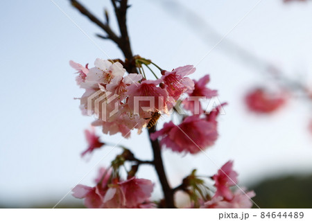 桜 さくら サクラ 84644489