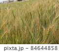 小麦 むぎ ムギ 84644858