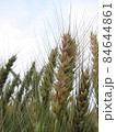 小麦 むぎ ムギ 84644861