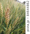小麦 むぎ ムギ 84644862
