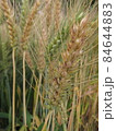 小麦 むぎ ムギ 84644883