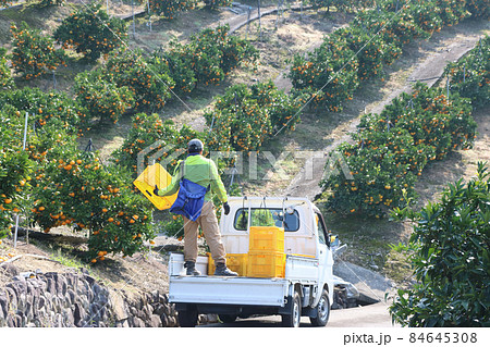 みかん畑の軽四の上でコンテナを持って立っている若い男性 みかん畑の軽四の上でコンテナを持って立っている若い男性 84645308