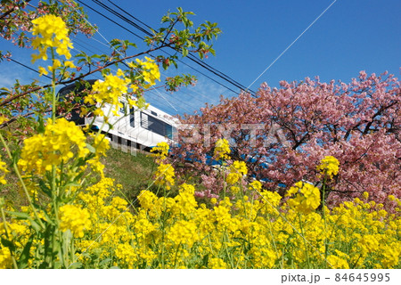 菜の花と桜の中を走る特急「踊り子」号 84645995
